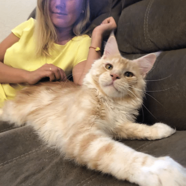 MaineCoon For Sale Reviews