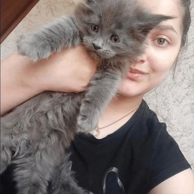 Cats Maine Coon For Sale