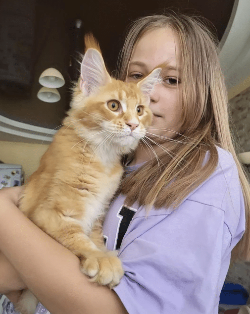 Sale Maine Coon Kittens