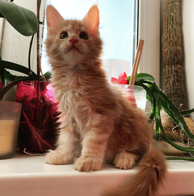 Maine Coon Kitten For Sale